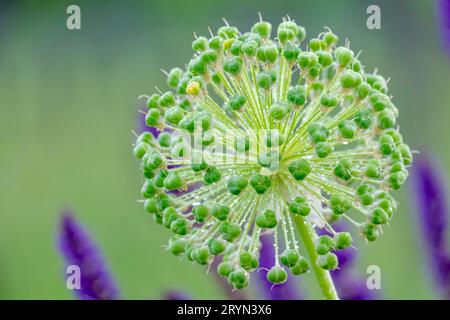 Peuplement de graines d'ail d'ornement (Allium) avec gouttes de pluie, Rhénanie du Nord-Westphalie, Allemagne Banque D'Images