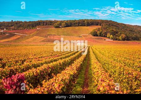 Chateau de vignes dans la saison d'automne, Bourgogne, France Banque D'Images