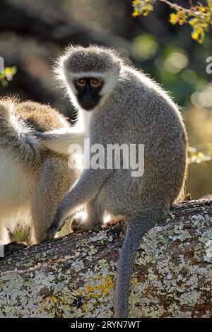 Un singe vervet (Cercopithecus aethiops) assis dans un arbre, en Afrique du Sud Banque D'Images