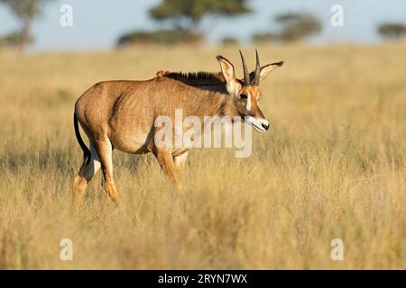 Un antilope roan rare (Hippotragus equinus) dans les prairies ouvertes, parc national de Mokala, Afrique du Sud Banque D'Images