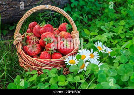 Panier complet avec fraises mûres rouges fraîchement cueillies Banque D'Images