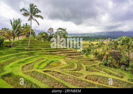 Terrasses de riz Jatiluwih à Bali, Indonésie Banque D'Images