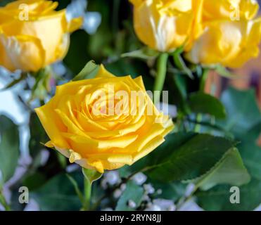 Photo macro rose jaune gros plan Banque D'Images
