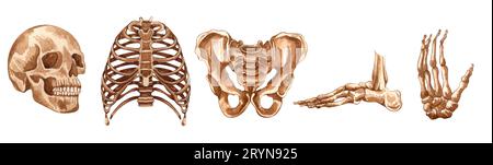 Structure du squelette humain aquarelle. Crâne, main, pied, cage thoracique, os pelvis. Anatomie et médecine. Illustration orthopédique. Banque D'Images