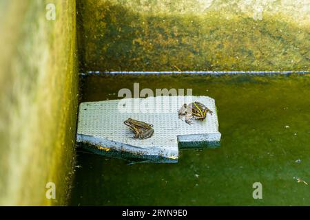 Deux grenouilles lacustres sont assises sur un morceau flottant de mousse extrudée. Grenouilles dans un étang stagnant piégé avec des murs en béton. Pollution des lacs par mousse de polystyrène Banque D'Images