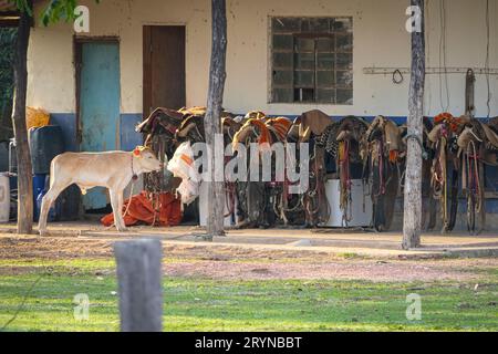 Ferme stable avec des selles de cheval stockées, une vache de veau devant, Pantanal Wetlands, Mato Grosso, Brésil Banque D'Images