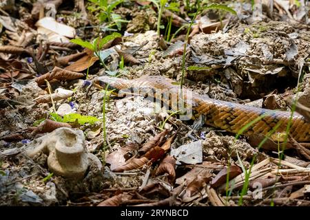 Gros plan de faux Cobra brésilien sur sol naturel, zones humides du Pantanal, Mato Grosso, Brésil Banque D'Images