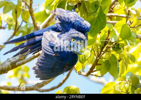 Macaw jacinthe suspendu à l'envers d'une branche d'arbre, caméra face à face, Pantanal Wetlands, Mato Grosso Banque D'Images