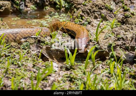 Gros plan de False Water Cobra brésilien couché dans une flaque d'eau, léchant, Pantanal Wetlands, Mato GR Banque D'Images