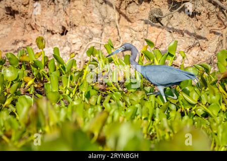 Little Blue Heron se nourrit au bord d'une rivière couverte de plantes en plein soleil, Pantanal Wetlands, Mato Banque D'Images