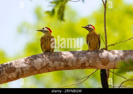 Deux pics de bois barrés verts perchés sur une branche d'arbre sur fond vert défocalisé, Pantanal We Banque D'Images