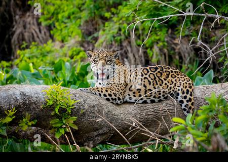 Magnifique Jaguar reposant sur un tronc d'arbre au bord de la rivière, face à la caméra, Pantanal Wetlands, Mato Grosso, Brésil Banque D'Images