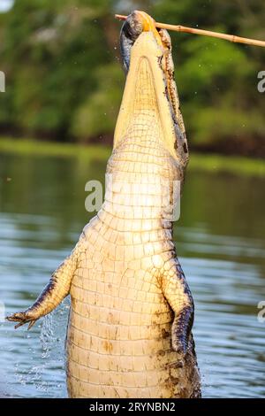 Yacare Caiman sautant de l'eau pour attraper des poissons, Pantanal Wetlands, Mato Grosso, Brésil Banque D'Images