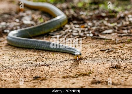 Gros plan d'un serpent Cribo à queue jaune (Drymarchon corais) serpentant sur le sol en terre battue, face à la camerole Banque D'Images