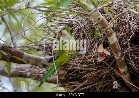 Monk Parakeet perchée sur une branche à son nid, Pantanal Wetlands, Mato Grosso, Brésil Banque D'Images