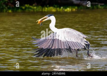 Cocoi heron attrapant un Pirhana en vol au-dessus de la surface de la rivière, Pantanal Wetlands, Mato Grosso, Brésil Banque D'Images