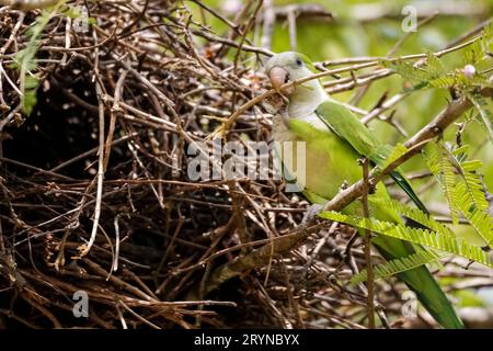 Monk Parakeet perchée sur une branche de son nid, Pantanal Wetlands, Mato Grosso, Brésil Banque D'Images