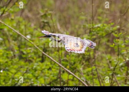 Magnifique Sunbittern à motifs en vol, vue latérale, sur fond vert, ailes déployées, Pantana Banque D'Images