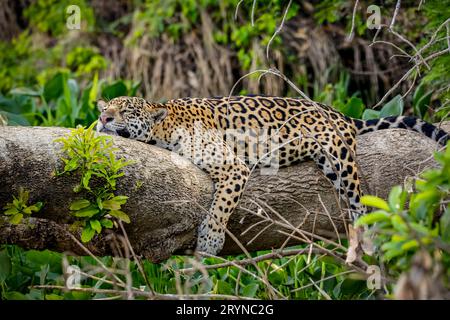 Jaguar reposant à plat sur un tronc d'arbre en position amusante au bord de la rivière, la tête sur le tronc et les jambes pendent Banque D'Images