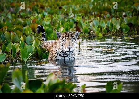 Gros plan d'un jeune Jaguar debout dans l'eau peu profonde avec des reflets, lit de jacinthes d'eau dans le Banque D'Images