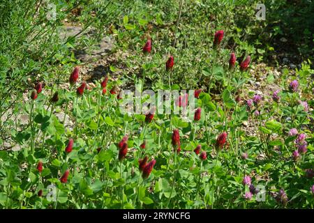 Trifolium incarnatum, trèfle incarnat Banque D'Images
