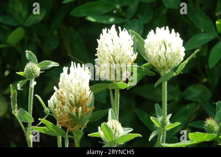 Trifolium canescens, trèfle gris Banque D'Images