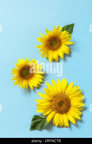 Concept été ou automne. Tournesol sur fond bleu pastel.. Vue de dessus à plat. Banque D'Images