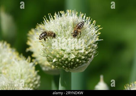 Allium cepa, oignon, avec abeilles Banque D'Images