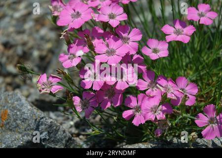 Dianthus pavonius, rose paon-eye Banque D'Images