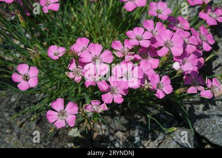 Dianthus pavonius, rose paon-eye Banque D'Images