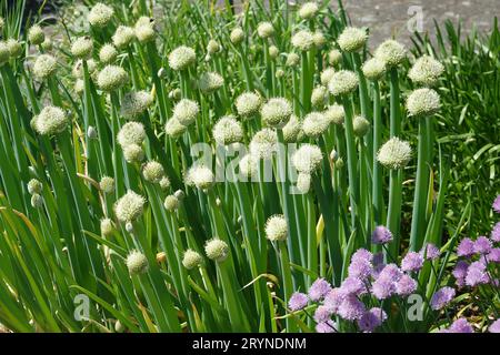 Allium cepa, oignon, avec abeilles Banque D'Images
