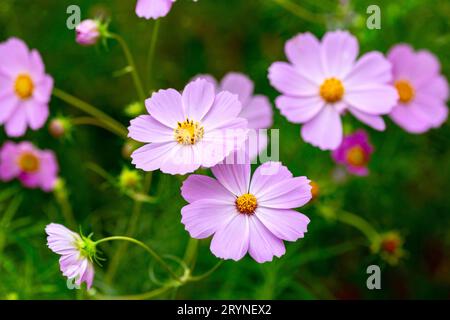 Fleurs en fleurs de cosmea gros plan. Banque D'Images