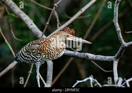 Héron tigre fascié avec beau plumage à motifs debout sur une branche contre bac naturel foncé Banque D'Images