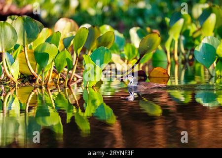 Sungrebe nage sur la réflexion de l'eau vers les jacinthes d'eau, Pantanal Wetlands, Mato Grosso, Brésil Banque D'Images