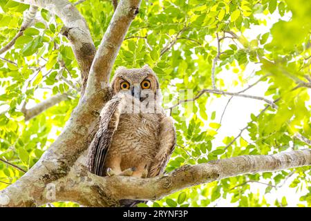 Vue à faible angle de Great Horned Owl perché dans un arbre, face à la caméra, Pantanal Wetlands, Mato Grosso, Banque D'Images