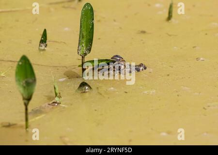 Tête d'un petit caïman Yacare à la surface d'une rivière boueuse avec quelques plantes vertes, Pantanal Wetlands, Banque D'Images