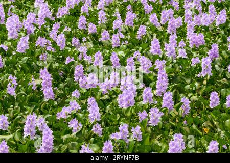 Vue rapprochée des jacinthes d'eau en fleur pourpre, Pantanal Wetlands, Mato Grosso, Brésil Banque D'Images