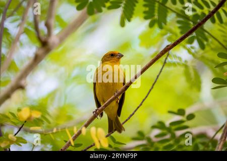 Finch safran perché sur une brindille sur fond vert vif, Pantanal Wetlands, Mato Grosso, Bra Banque D'Images