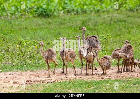 Rhea ou Nandu mère et les bébés fourragent dans l'herbe, Pantanal Wetlands, Mato Grosso, Brésil Banque D'Images