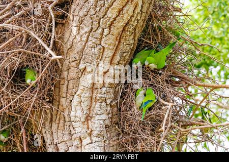 Monk Parakeets à leur nid dans un arbre, Pantanal Wetlands, Mato Grosso, Brésil Banque D'Images