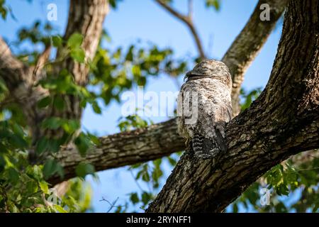 Gros plan d'un grand Potoo avec un camouflage parfait dans un arbre, Pantanal Wetlands, Mato Grosso, Brésil Banque D'Images