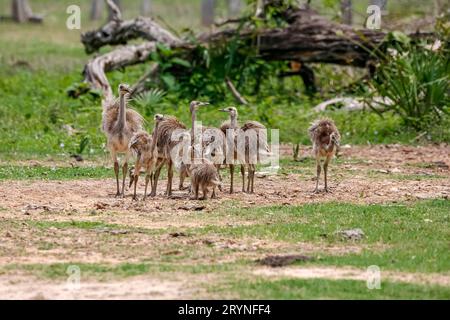 La famille Rhea ou Nandu recherche dans un champ vert, Pantanal Wetlands, Mato Grosso, Brésil Banque D'Images