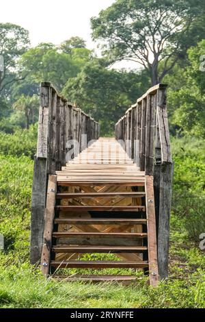 Promenade en bois au-dessus de la zone marécageuse, Pantanal Wetlands, Mato Grosso, Brésil Banque D'Images