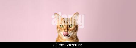 Lécher Bengal Shorthair Cat gros plan sur le fond. Banque D'Images