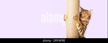 Bengal Shorthair chat aiguise ses griffes sur un poteau de grattage. Apprendre à un chat à gratter. Banque D'Images
