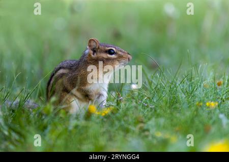 Le chipmunk est (Tamias striatus) Banque D'Images