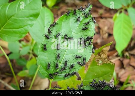 Gros plan de petites sauterelles foncées sur des feuilles vertes, Pantanal Wetlands, Mato Grosso, Brésil Banque D'Images