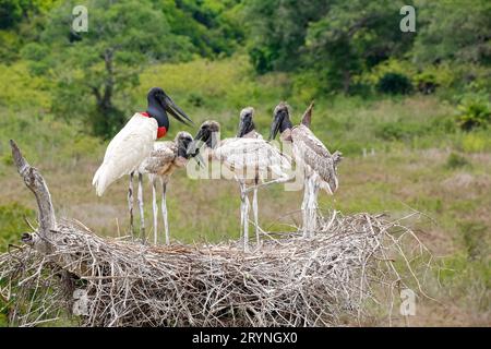 Gros plan d'un nid de Jabiru haut avec quatre Jabirus juvéniles en attente de nourriture par un adulte, contre g Banque D'Images