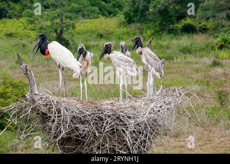 Gros plan d'un nid de Jabiru haut avec quatre Jabirus juvéniles en attente de nourriture par un adulte, contre g Banque D'Images