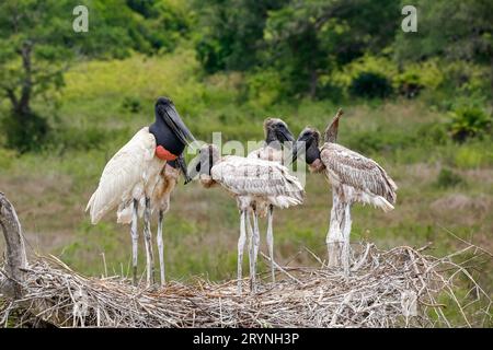 Gros plan d'un nid de Jabiru haut avec quatre Jabirus juvéniles en attente de nourriture par un adulte, contre g Banque D'Images